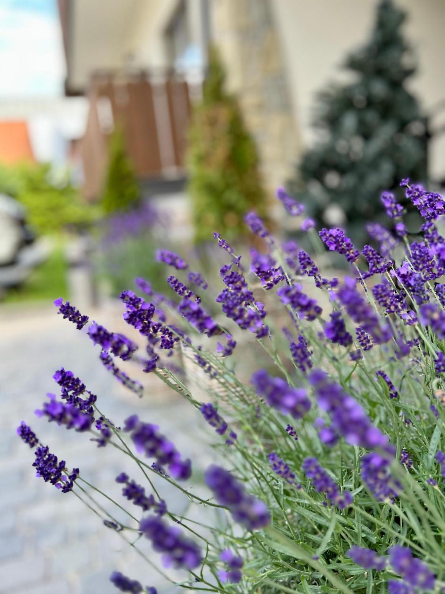 Hotel Nosal Ski & Wine Zakopane Exterior photo